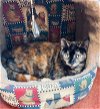 adoptable Cat in lake villa, IL named Jellybean
