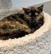 adoptable Cat in  named Candace