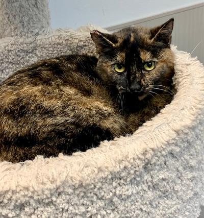CANDACE - Tortoiseshell available for adoption
