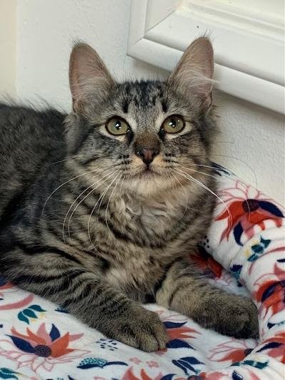 adoptable Cat in Westlake Village, CA named Miss Slate