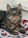 adoptable Cat in lake villa, IL named Miss Slate