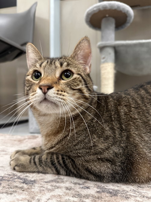 Parsley, an adoptable Tabby in Westlake Village, CA