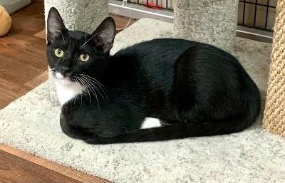 adoptable Cat in Thousand Oaks, CA named Rufus