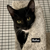 Rufus - Photo 2