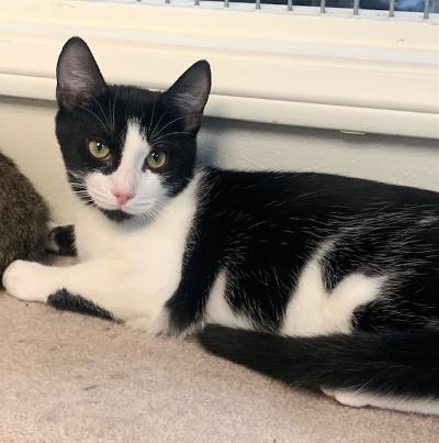 adoptable Cat in Thousand Oaks, CA named Reggie