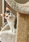 adoptable Cat in thousand oaks, CA named Jen