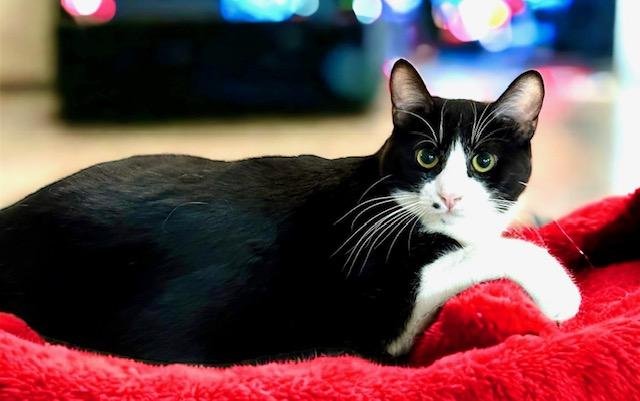 adoptable Cat in Westlake Village, CA named Laguna