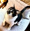 adoptable Cat in thousand oaks, CA named Jessie