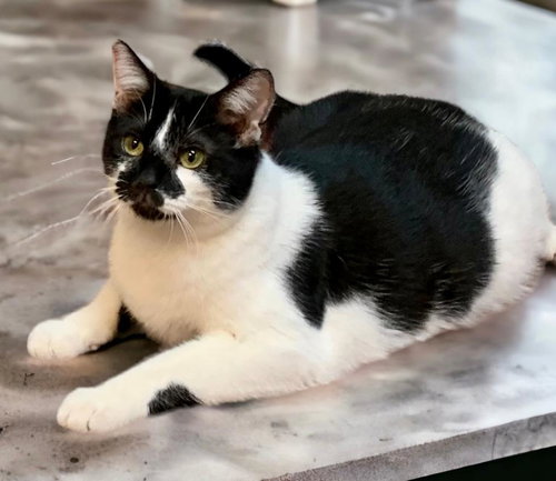 JESSIE - Tuxedo available for adoption