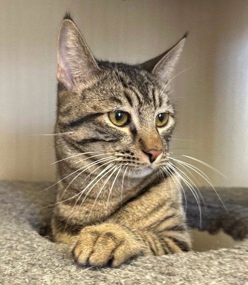 picture of the cat needing adoption