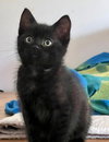 Graham Cracker - Photo 2