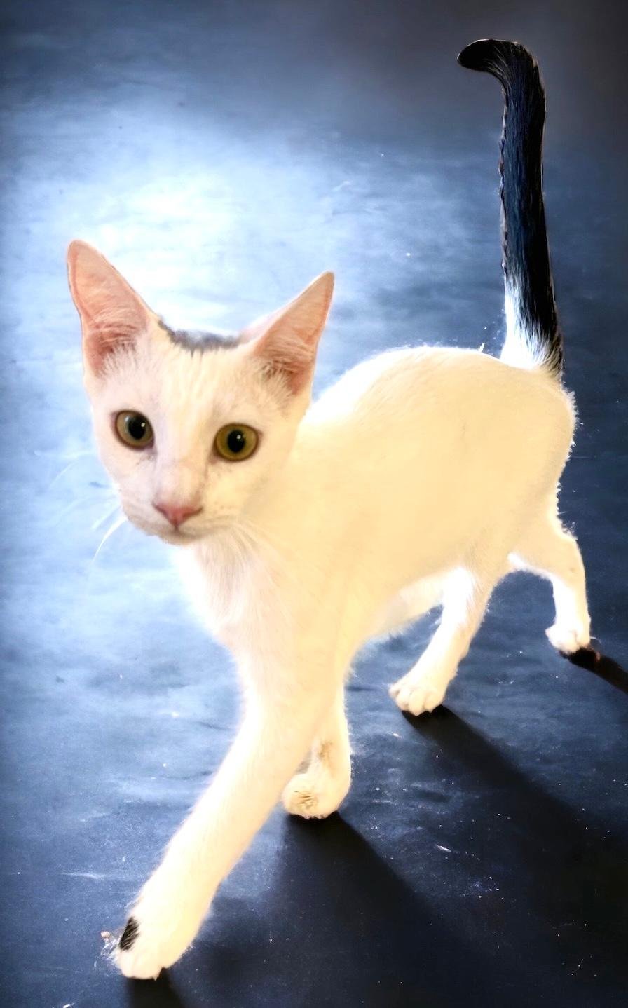adoptable Cat in Thousand Oaks, CA named Cupid