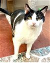 adoptable Cat in thousand oaks, CA named Mr. Tuxx