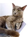 adoptable Cat in thousand oaks, CA named Blue