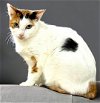 adoptable Cat in  named Ava Gardner