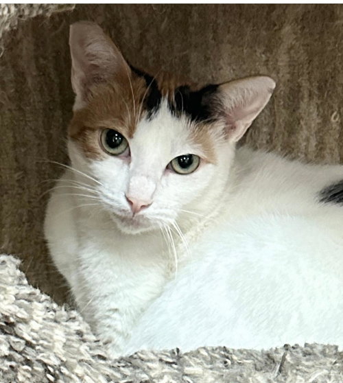AVA GARDNER - Calico available for adoption
