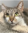 adoptable Cat in thousand oaks, CA named Mr. Tabbs