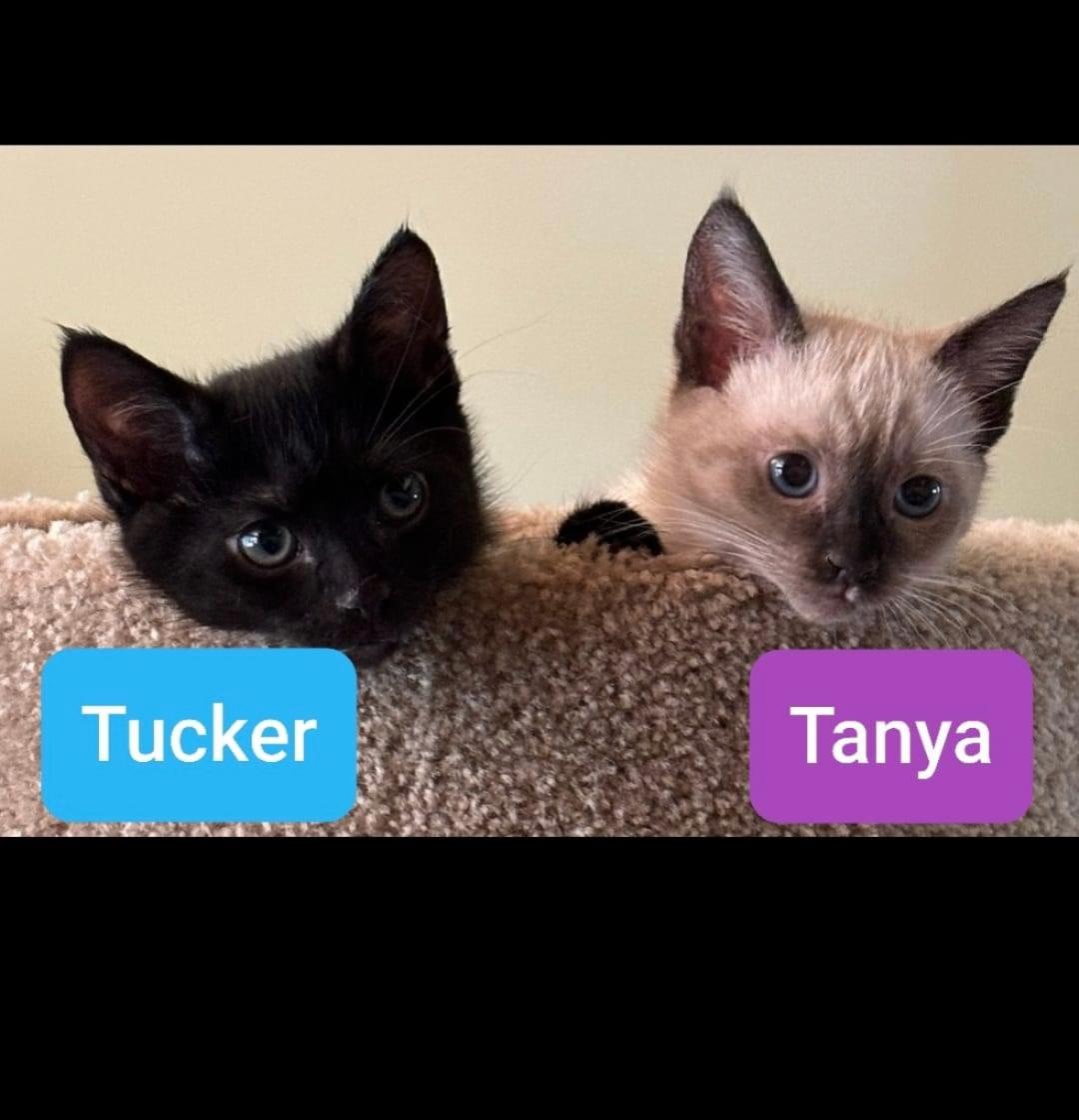 adoptable Cat in Thousand Oaks, CA named Tanya and Tucker