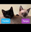 adoptable Cat in  named Tanya and Tucker