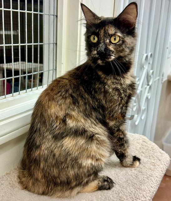 adoptable Cat in Thousand Oaks, CA named Alice