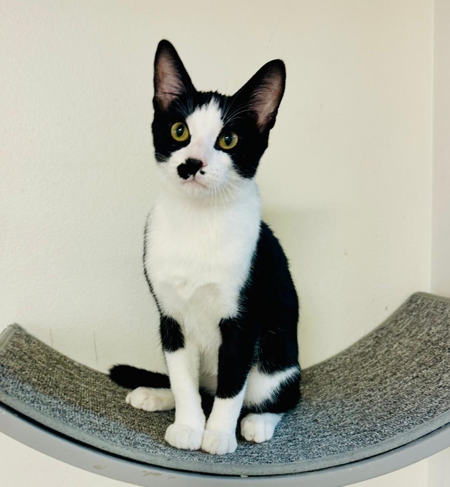 adoptable Cat in Thousand Oaks, CA named Saturn