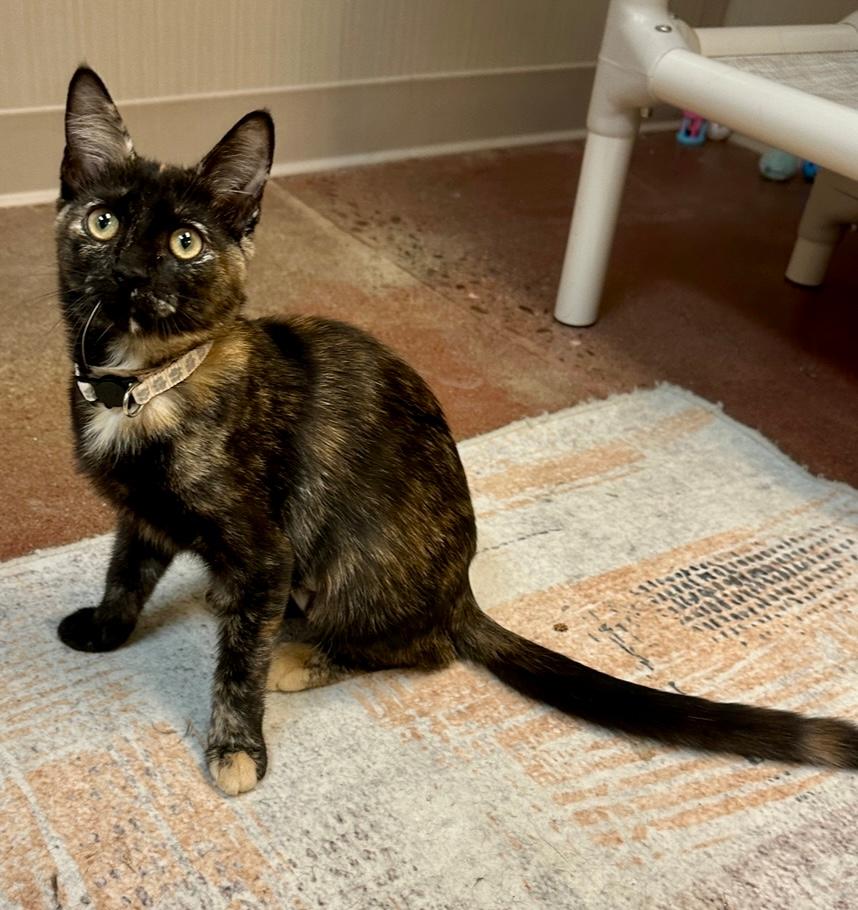 adoptable Cat in Thousand Oaks, CA named Pepper