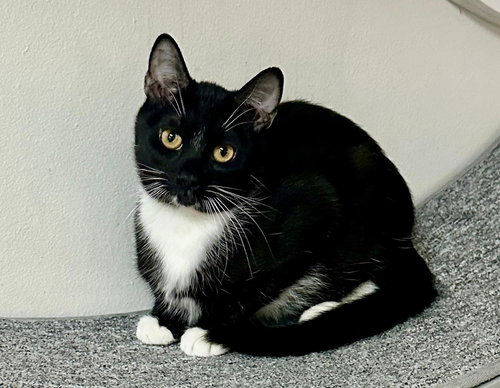 LED - Tuxedo available for adoption