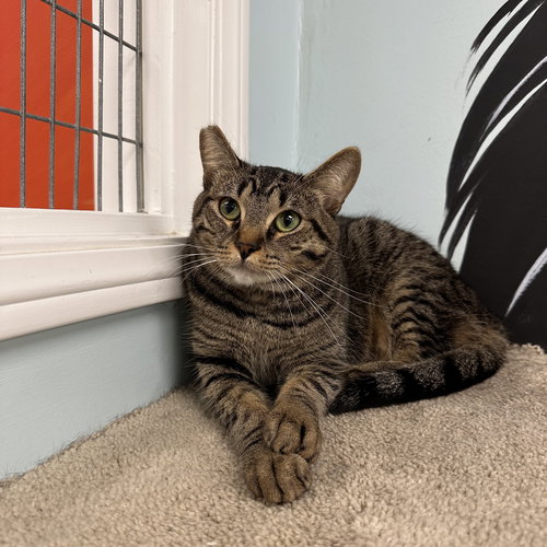 picture of the cat needing adoption