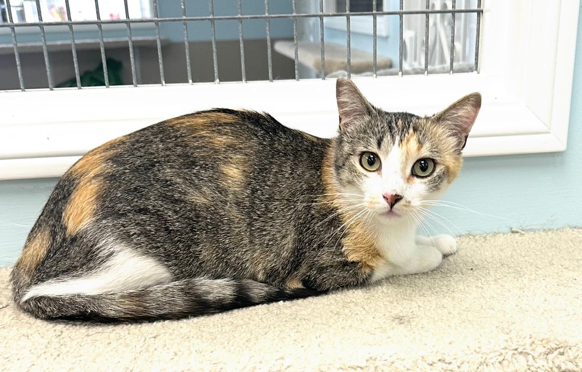adoptable Cat in Westlake Village, CA named Rizzo