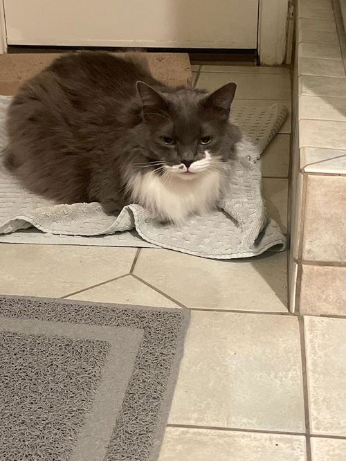 picture of the cat needing adoption