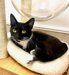 adoptable Cat in  named Olive