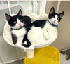 adoptable Cat in thousand oaks, CA named George and Kramer