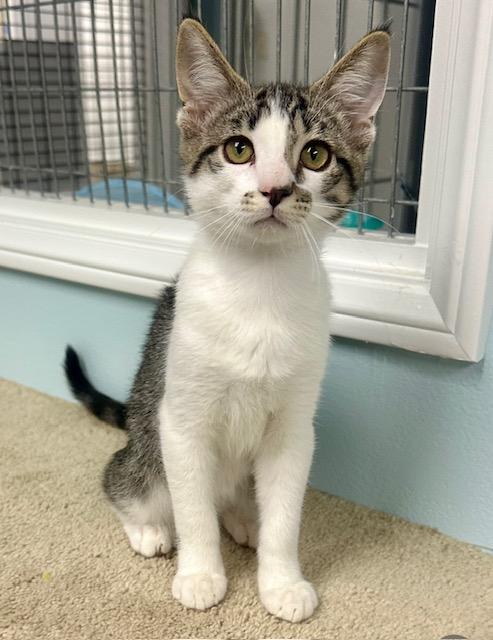 picture of the cat needing adoption