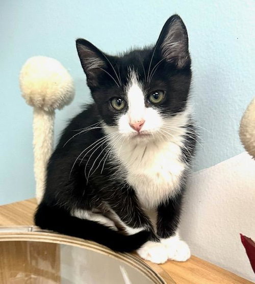 Ellie, Young Domestic Short Hair (short coat), cat for adoption in Culver City, California