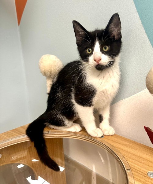 picture of the cat needing adoption
