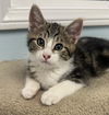 adoptable Cat in thousand oaks, CA named Del