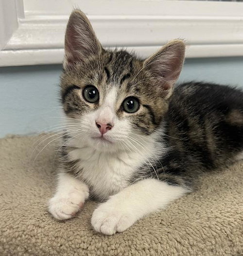 picture of the cat needing adoption