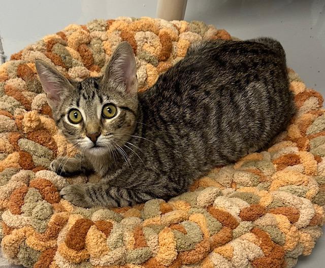 adoptable Cat in Thousand Oaks, CA named Jade
