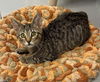 adoptable Cat in thousand oaks, CA named Jade