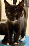 adoptable Cat in  named Ravoli