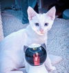 adoptable Cat in thousand oaks, CA named Gnocchi