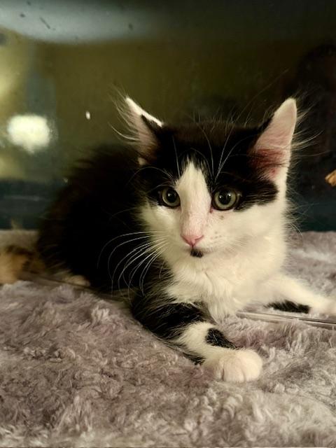picture of the cat needing adoption