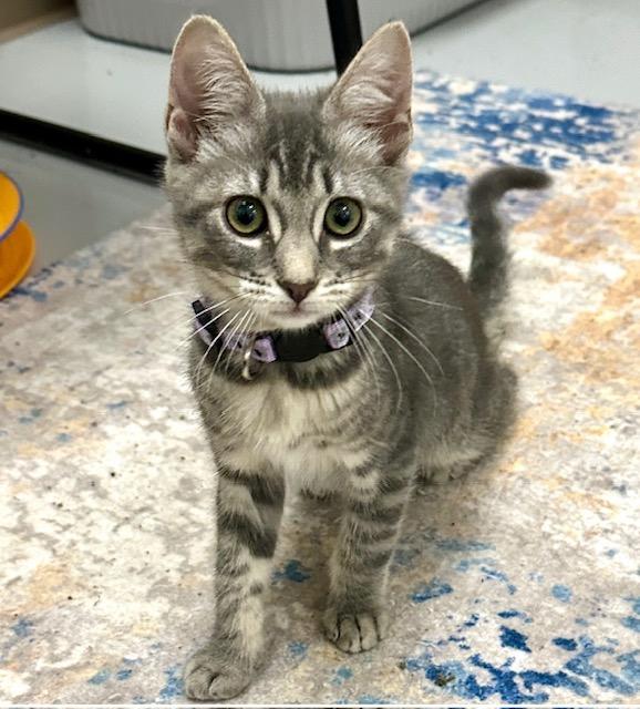 adoptable Cat in Thousand Oaks, CA named Cream
