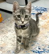 adoptable Cat in thousand oaks, CA named Cream