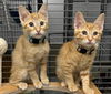 adoptable Cat in thousand oaks, CA named Jomo & Jala