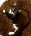 adoptable Cat in thousand oaks, CA named Blackberry