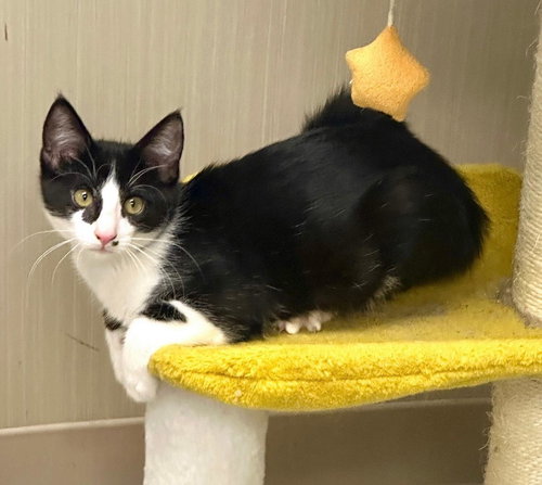 picture of the cat needing adoption