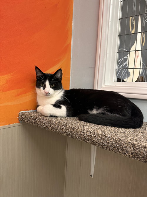 RENO - Tuxedo available for adoption