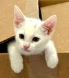 adoptable Cat in thousand oaks, CA named Macaroni