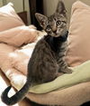 adoptable Cat in thousand oaks, CA named Crowley